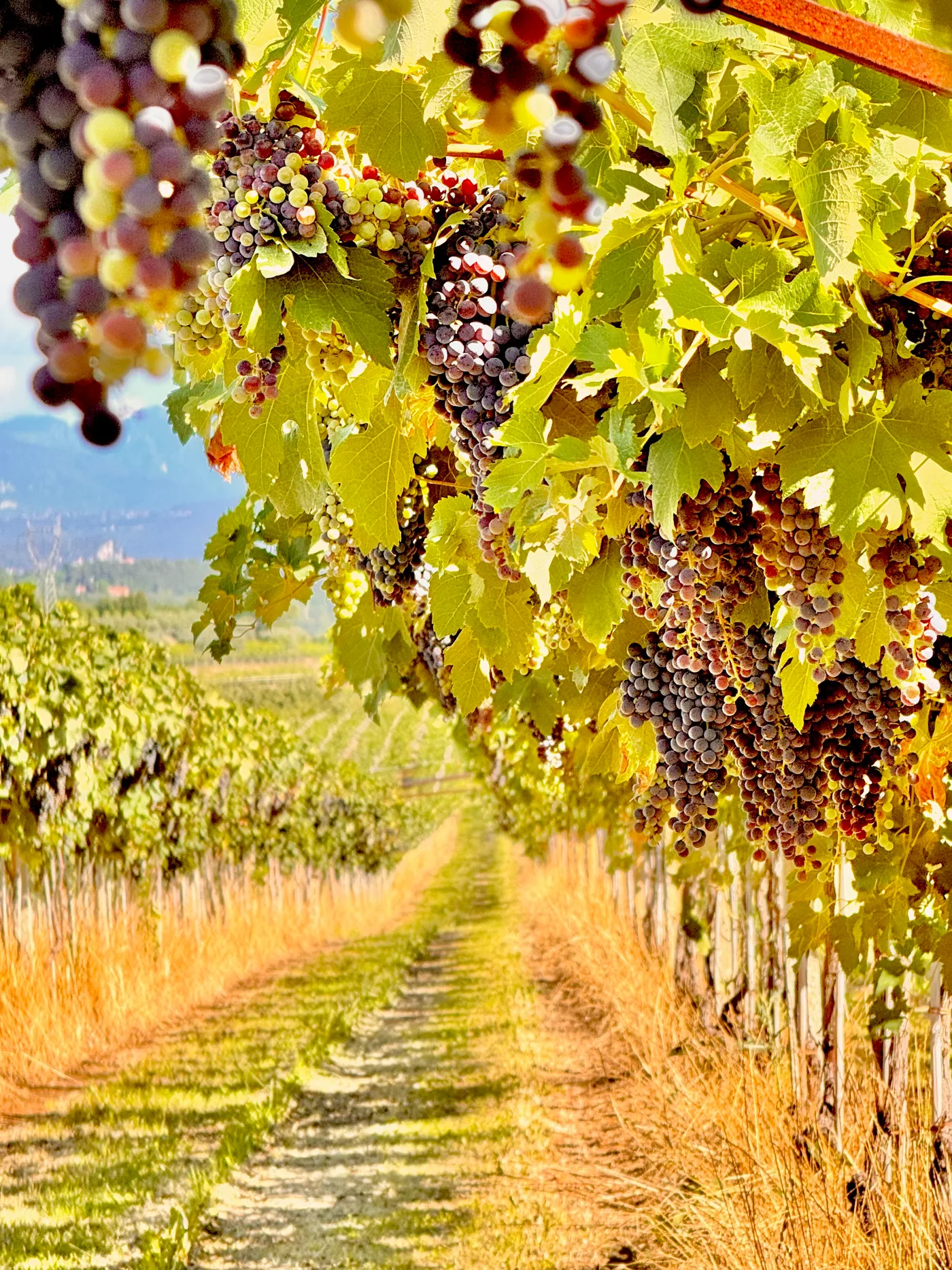 Passeggiata dei vigneti