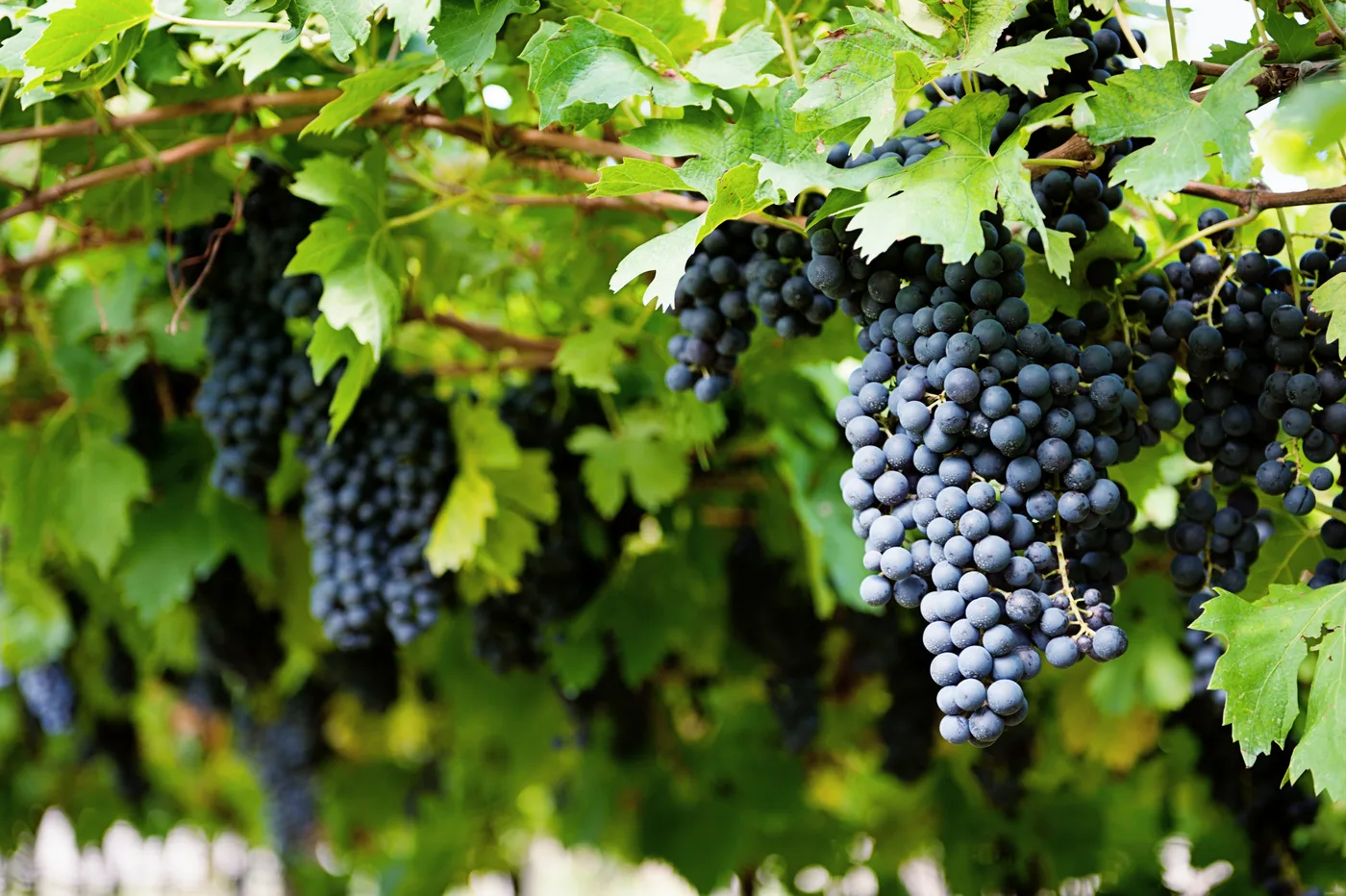 Passeggiata dei vigneti